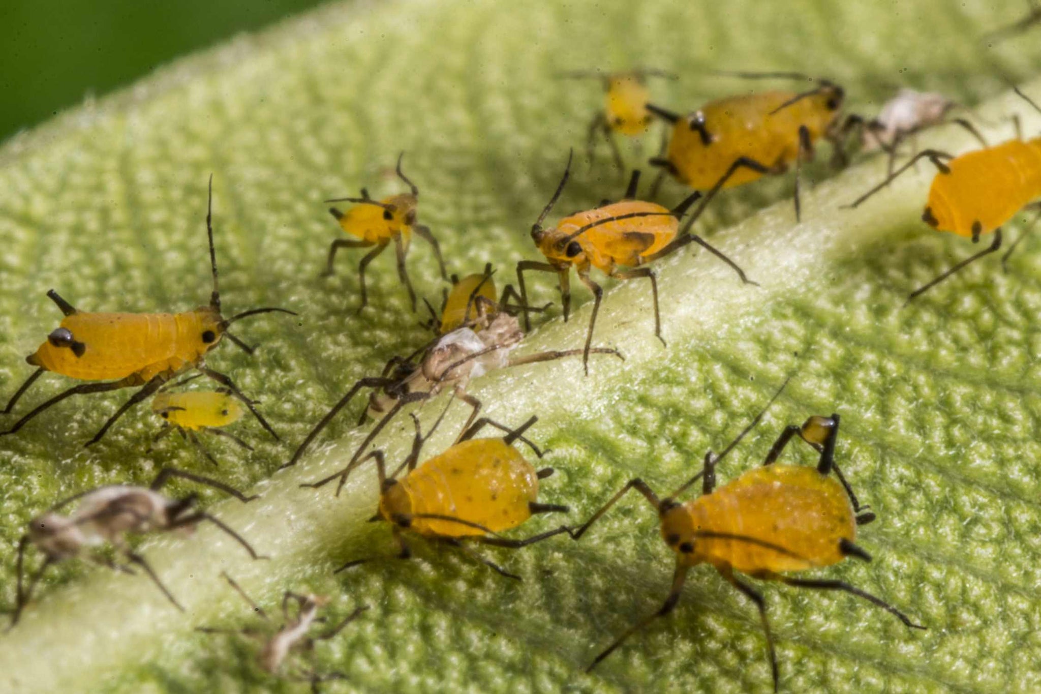 how to get rid of aphids