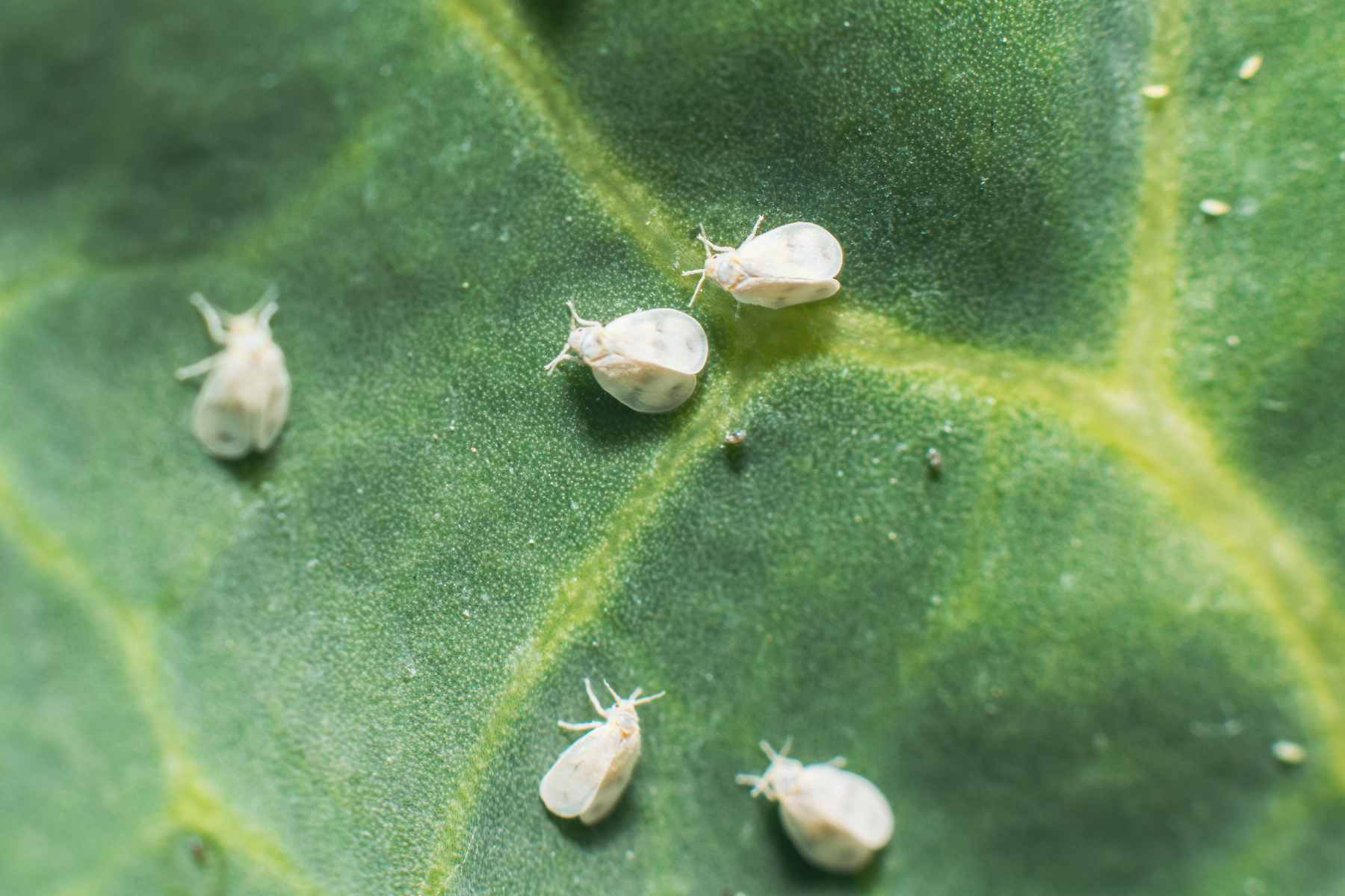 how to get rid of whiteflies on indoor plants