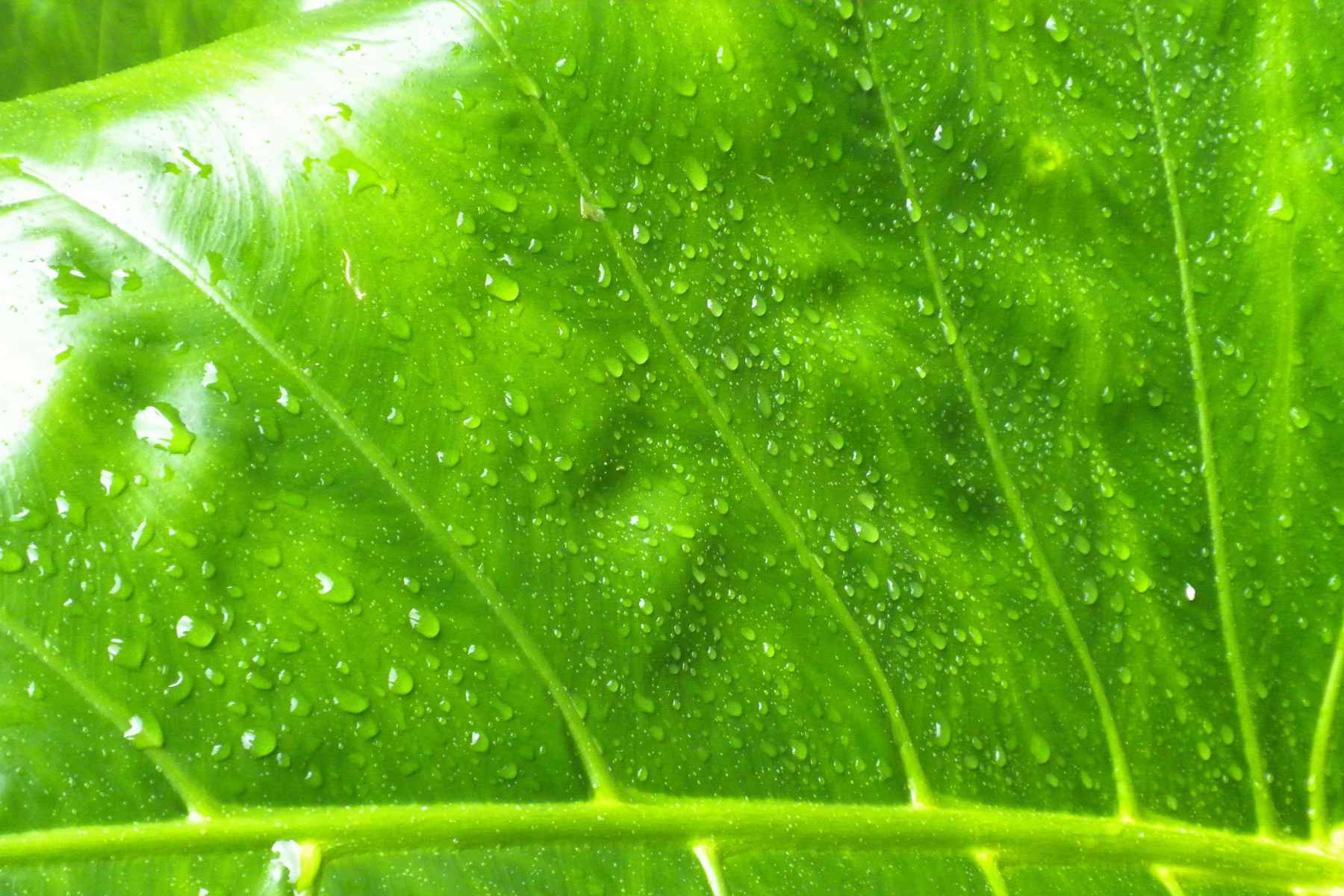 how to get rid of whiteflies on indoor plants