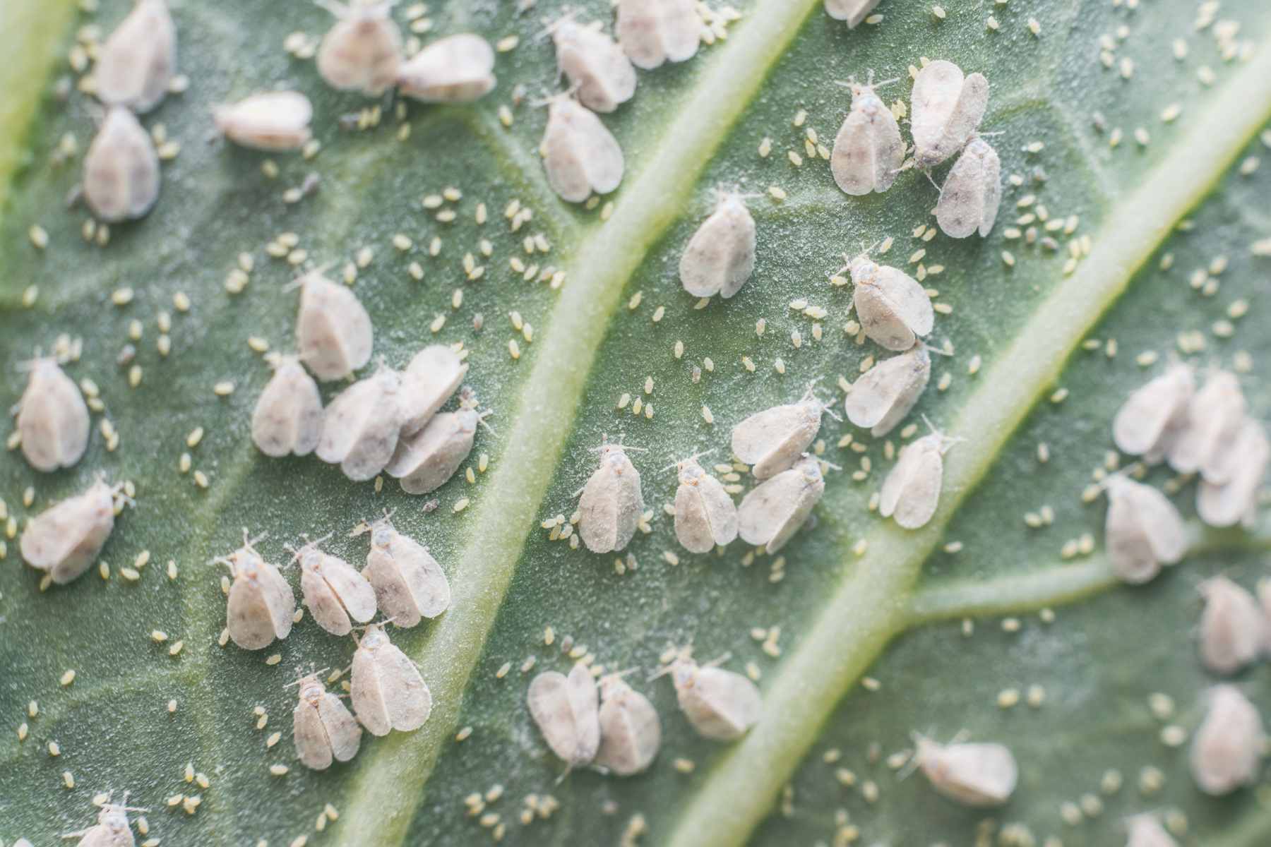 how to get rid of whiteflies on indoor plants