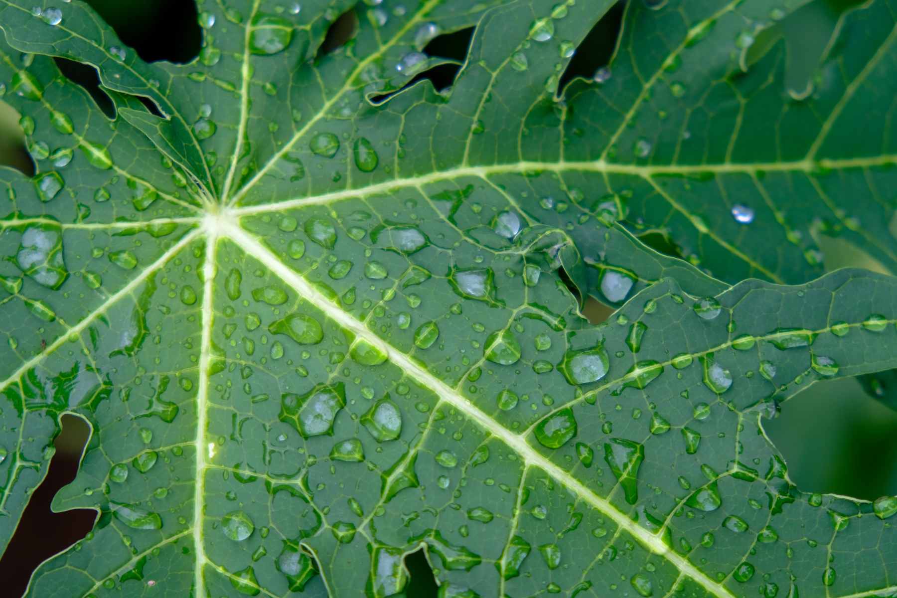 how to get rid of whiteflies on indoor plants