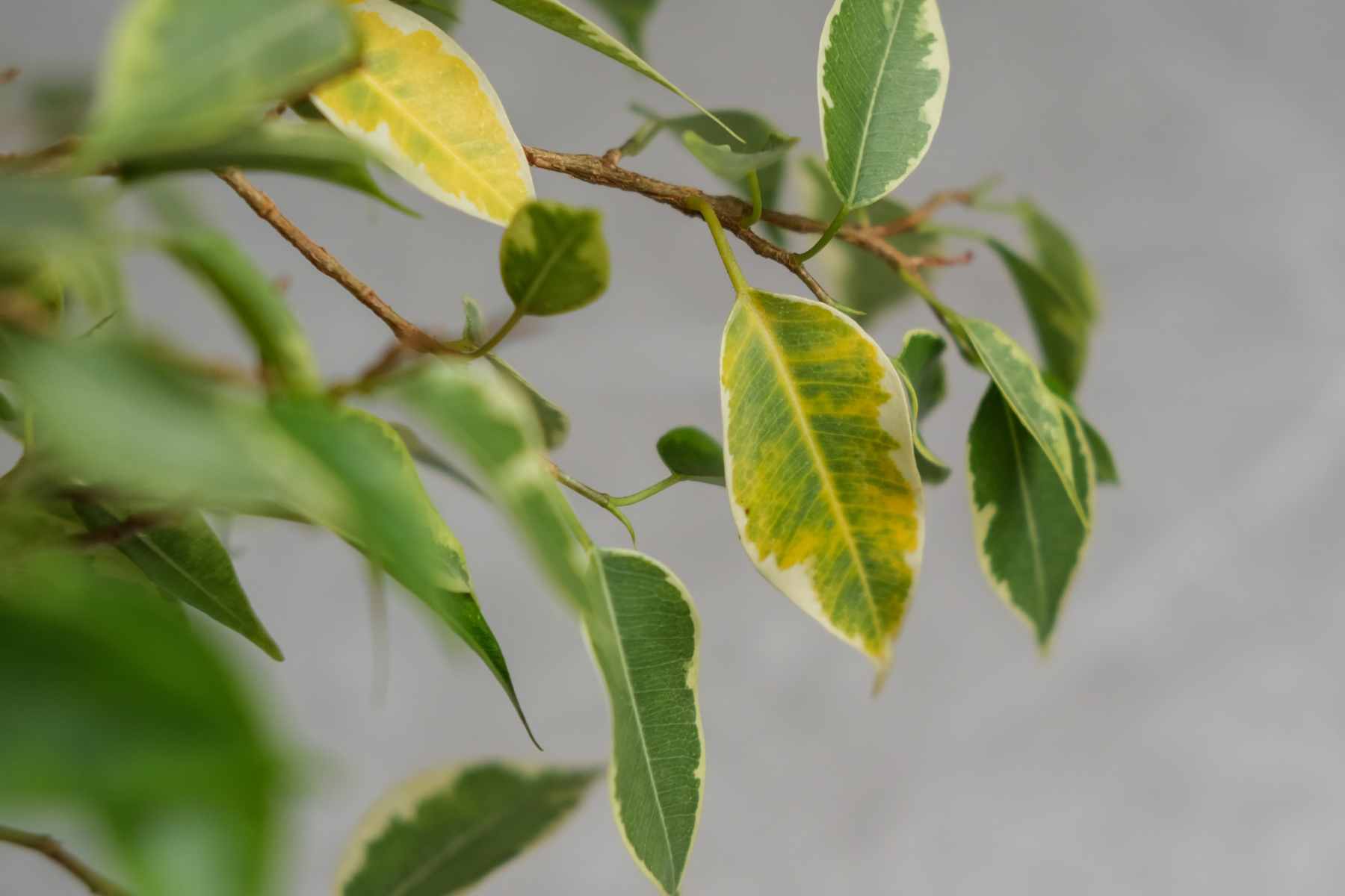 how to get rid of whiteflies on indoor plants