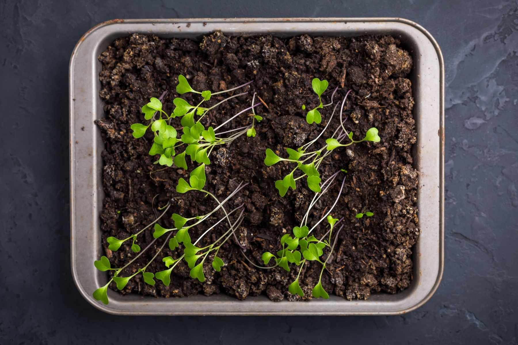 how to start seeds