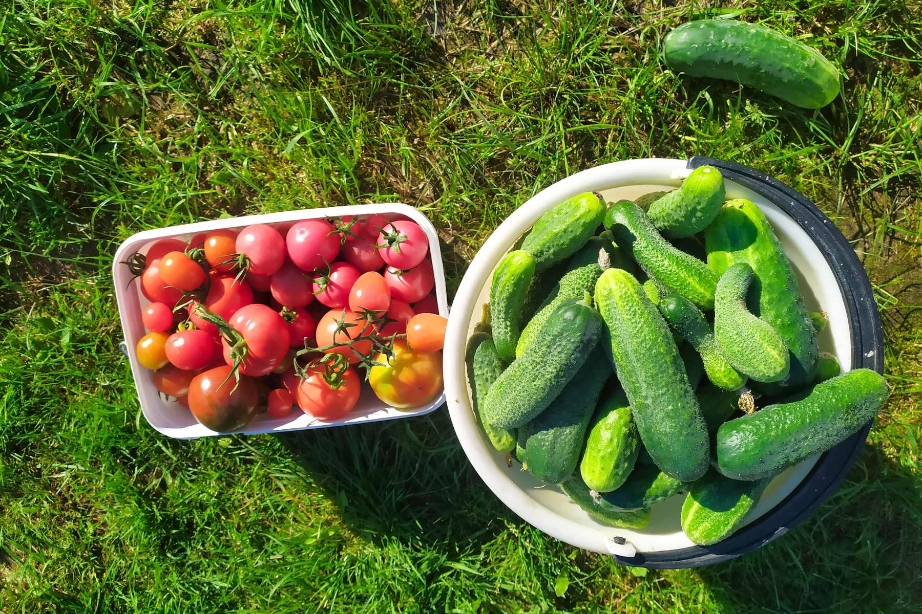 organic gardening