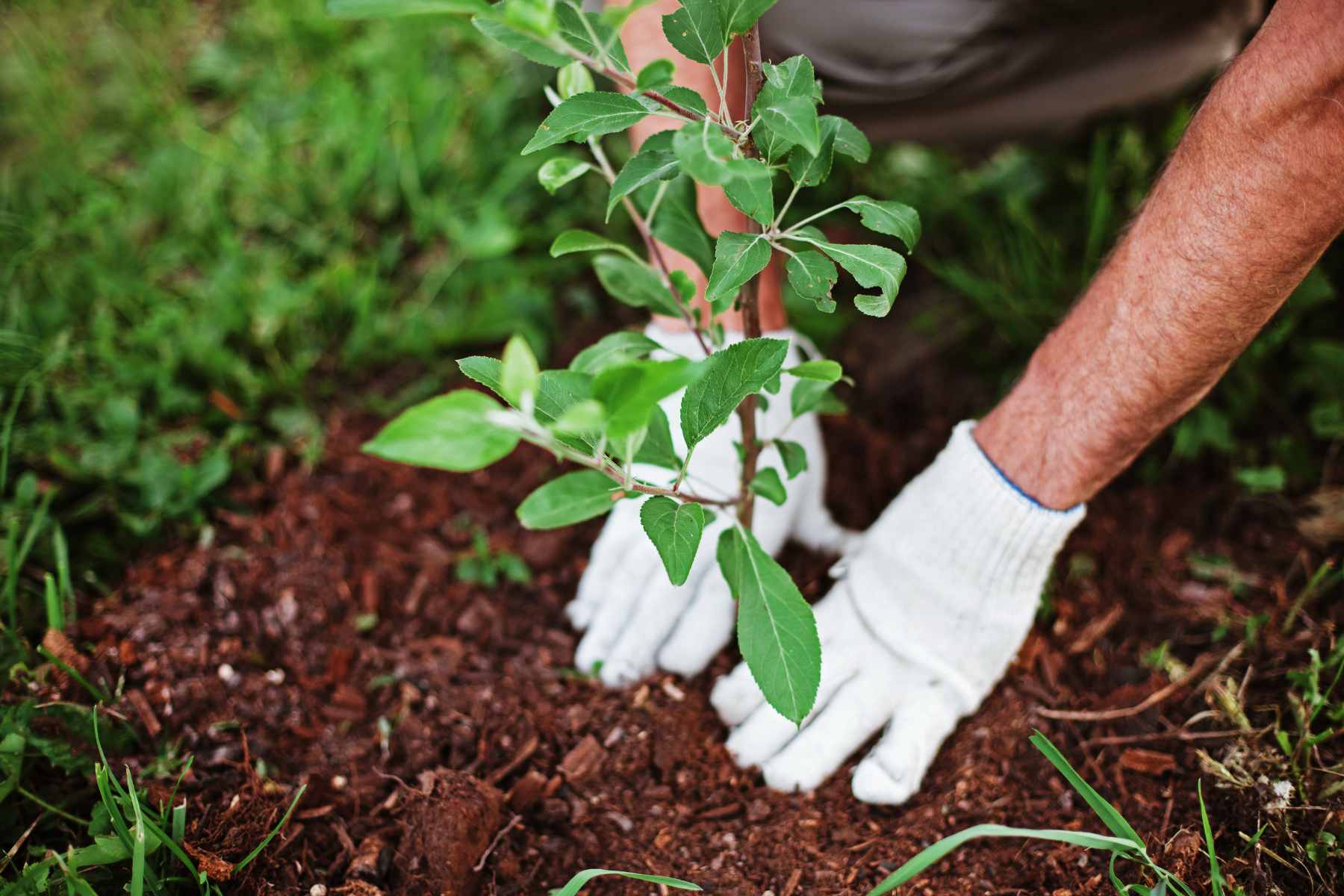 organic gardening 