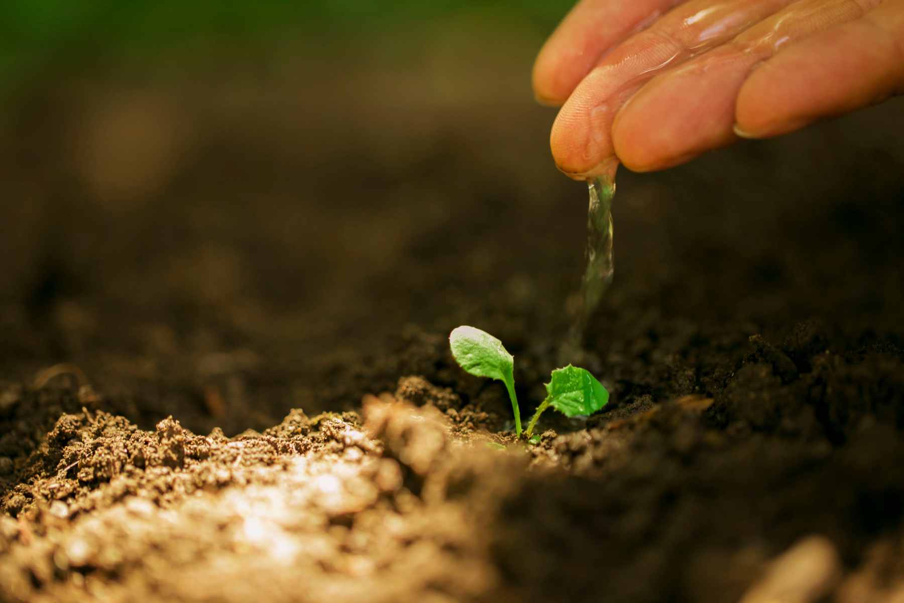 spring planting