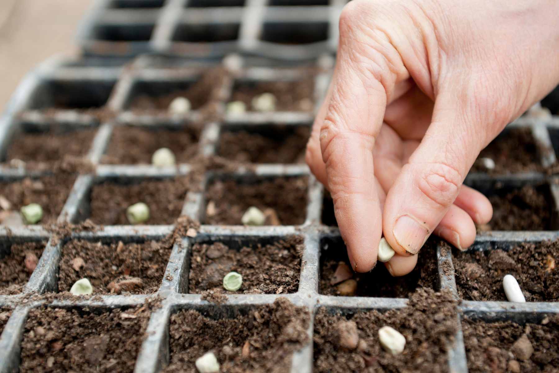 spring planting