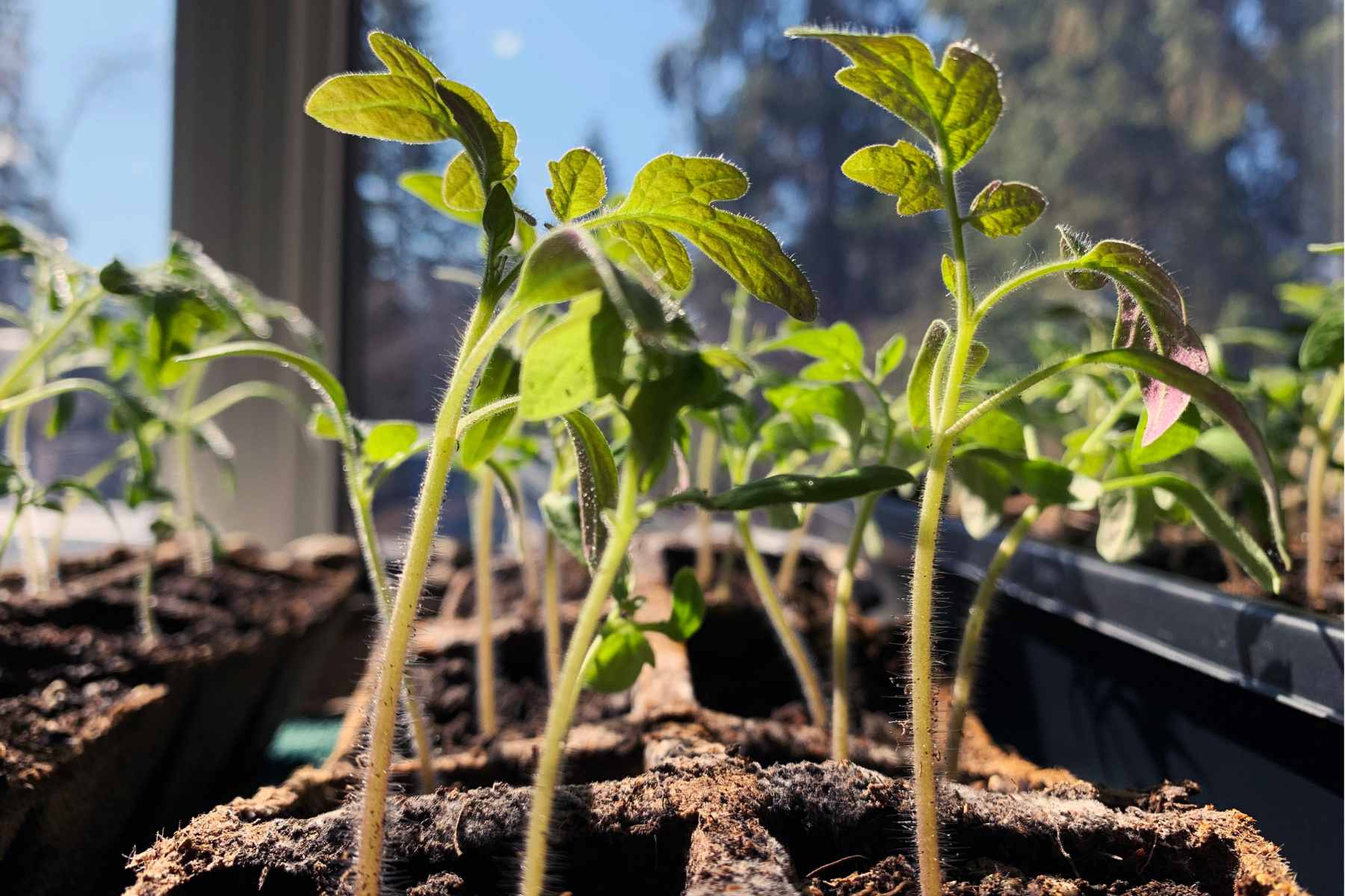 spring planting