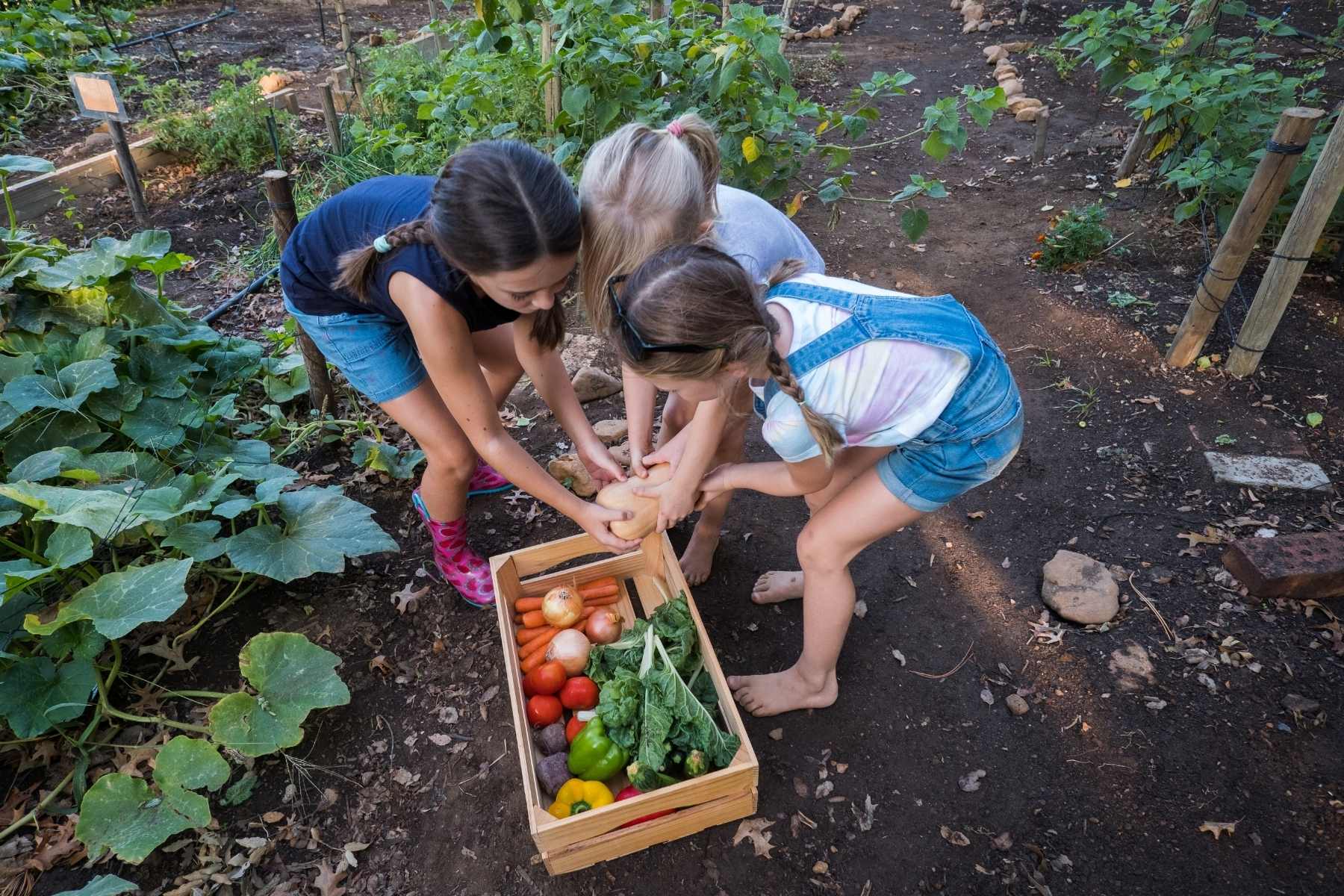 vegetable garden