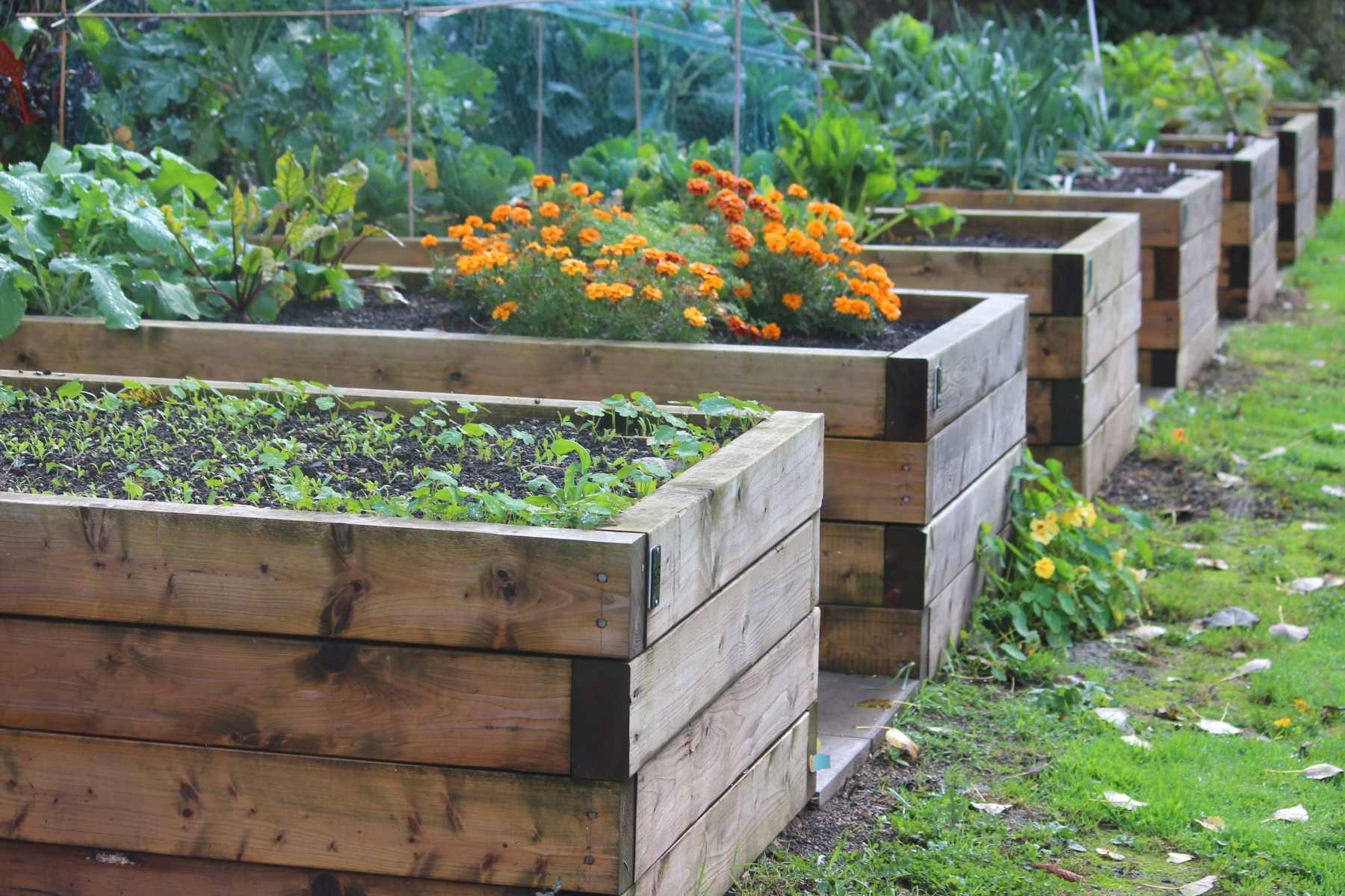 vegetable garden