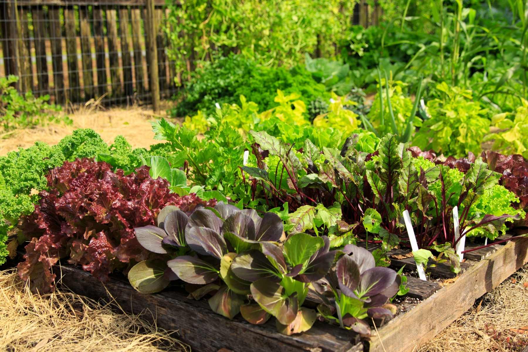 vegetable garden