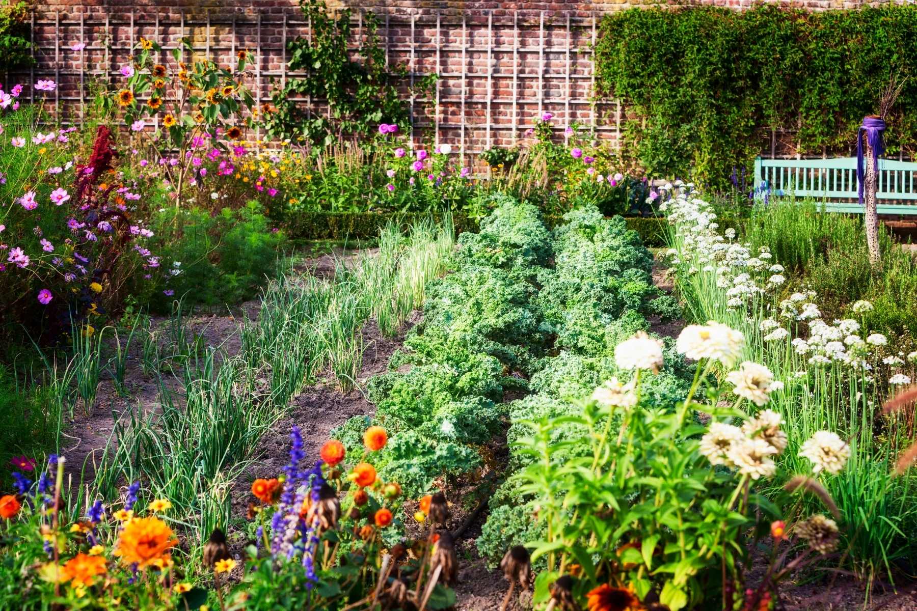 vegetable garden