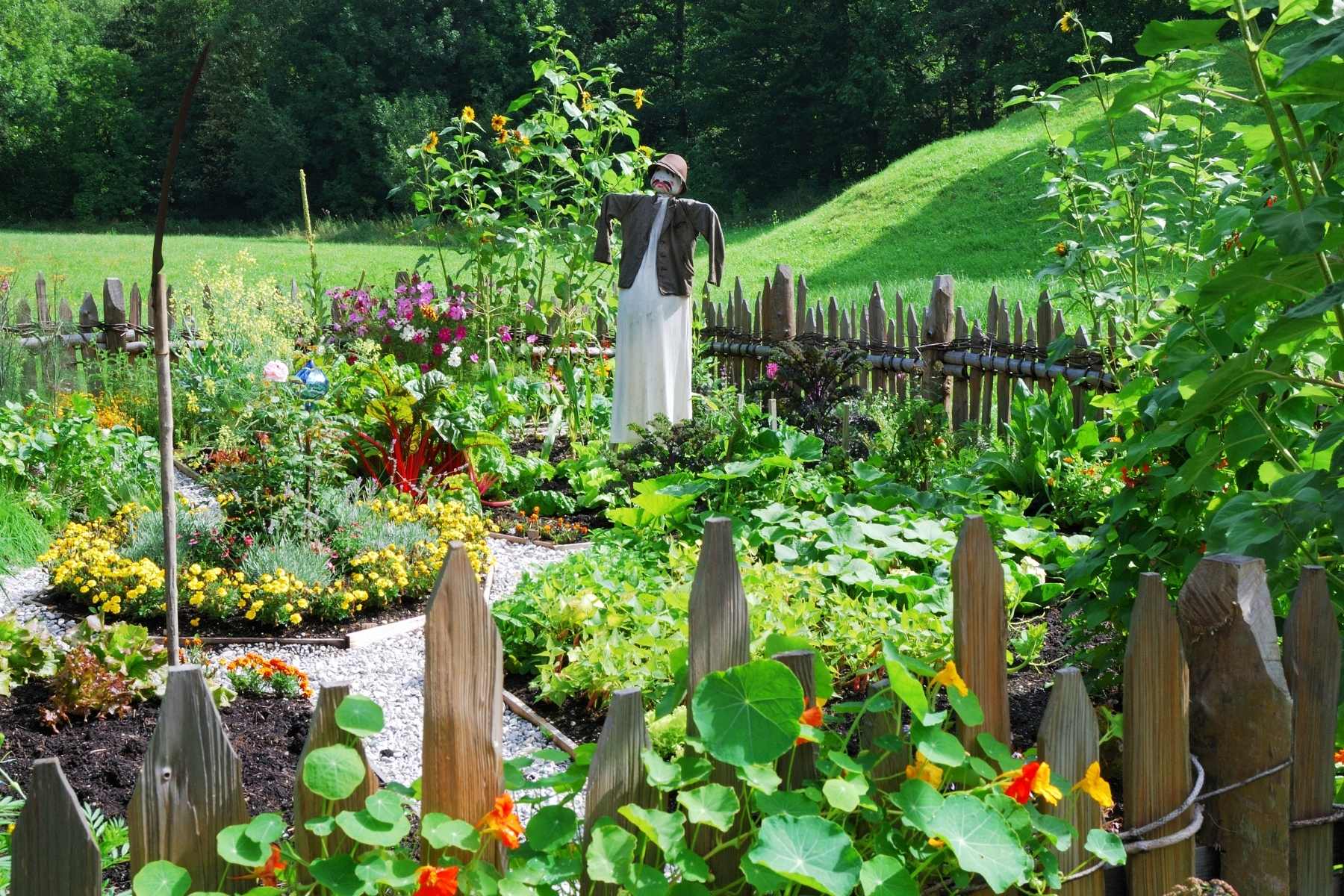 vegetable garden