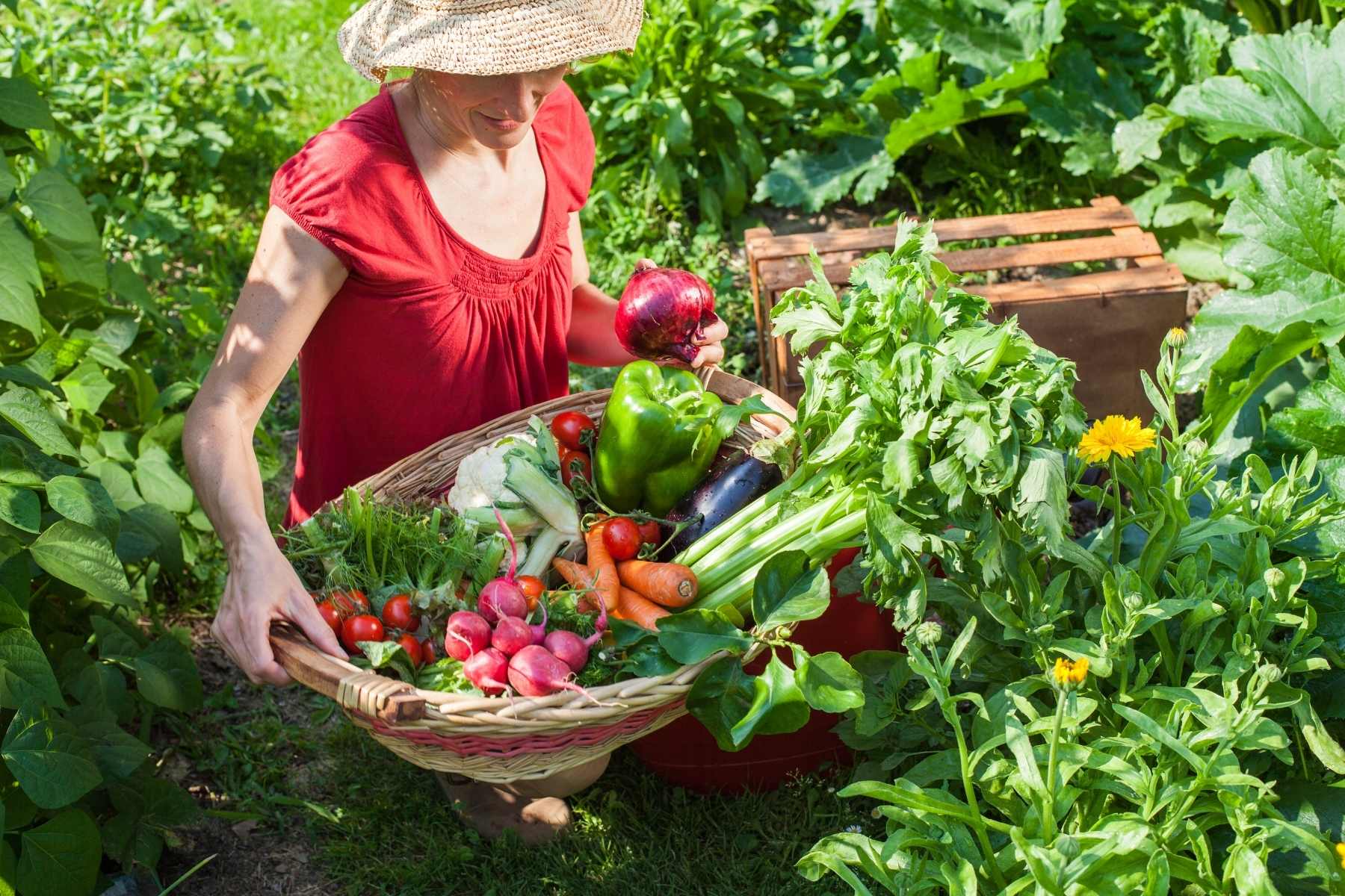 vegetable garden