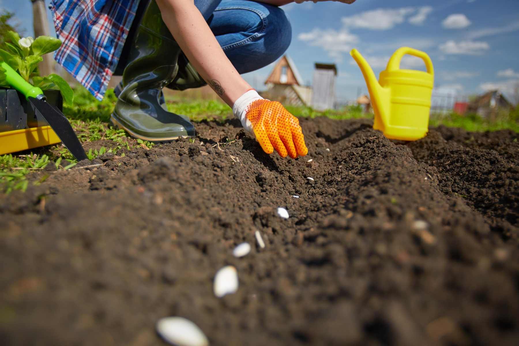 vegetable garden