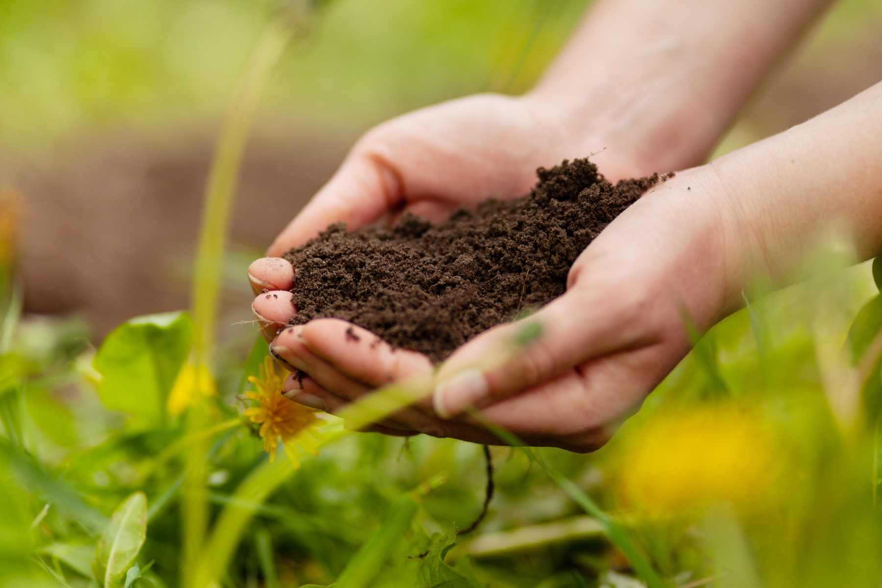 vegetable garden