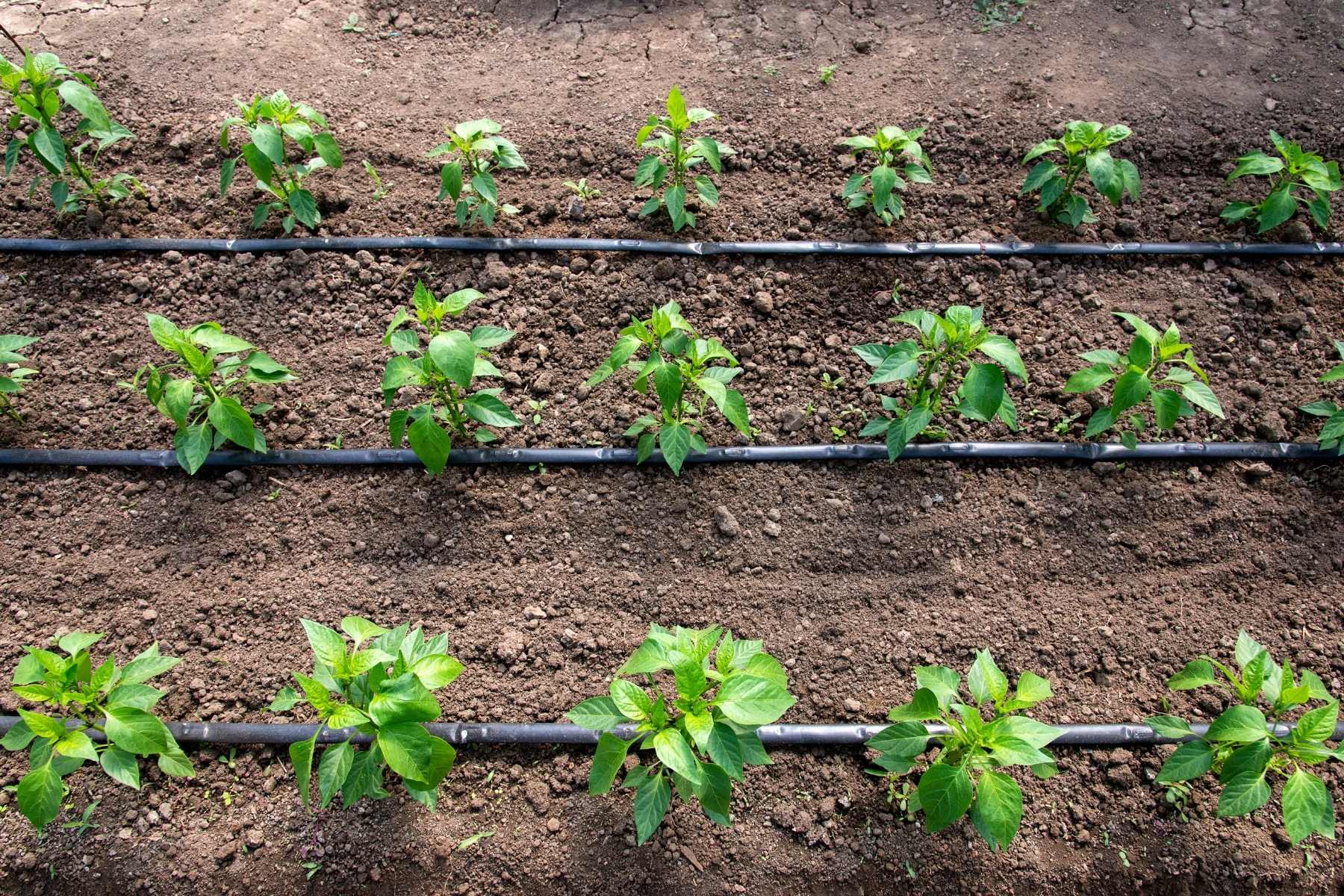 vegetable garden