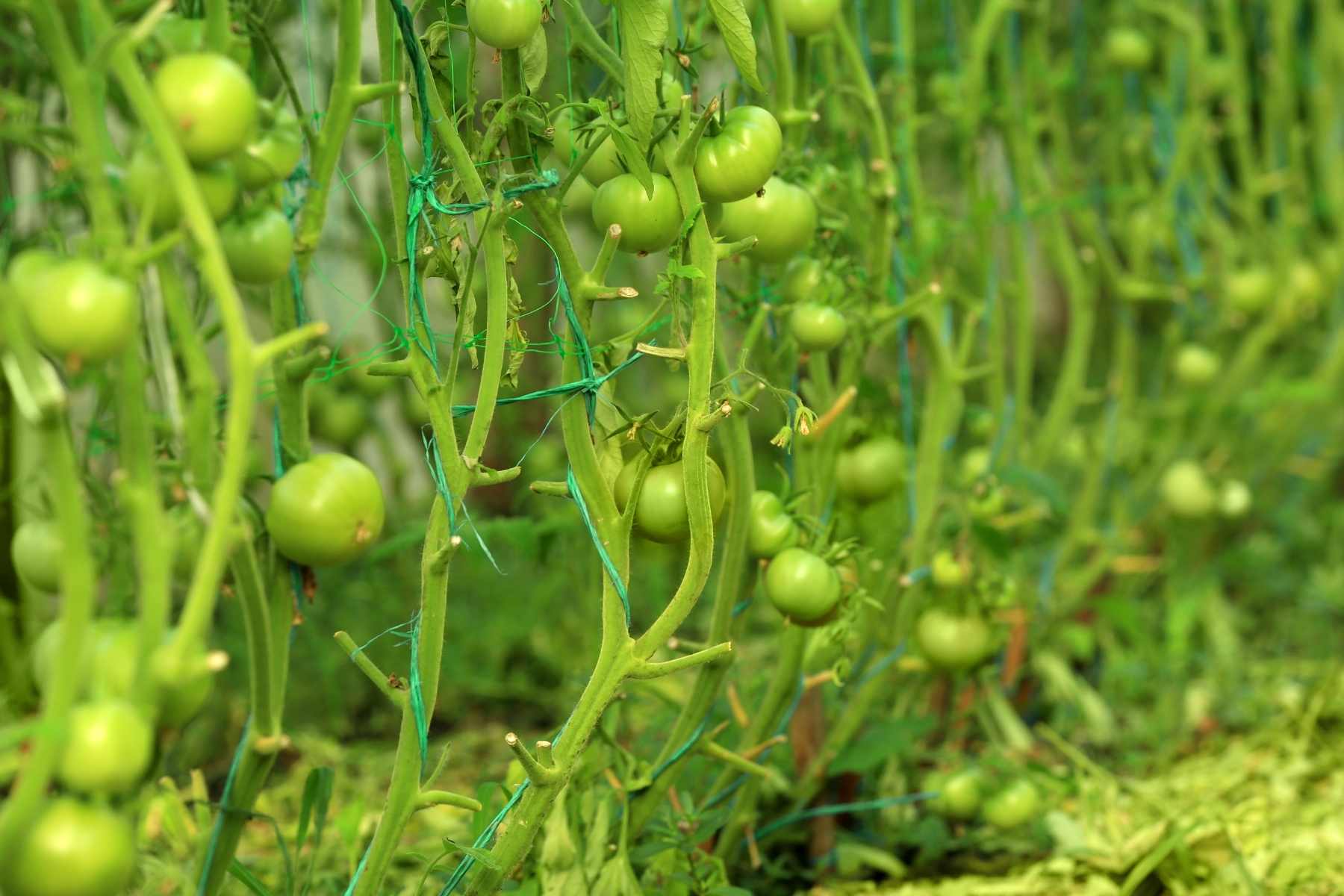 vegetable garden