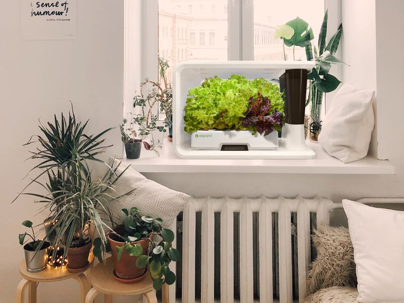 Hydroponic garden on a table in a bedroom