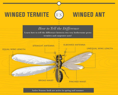 Image showing difference between termite and ant