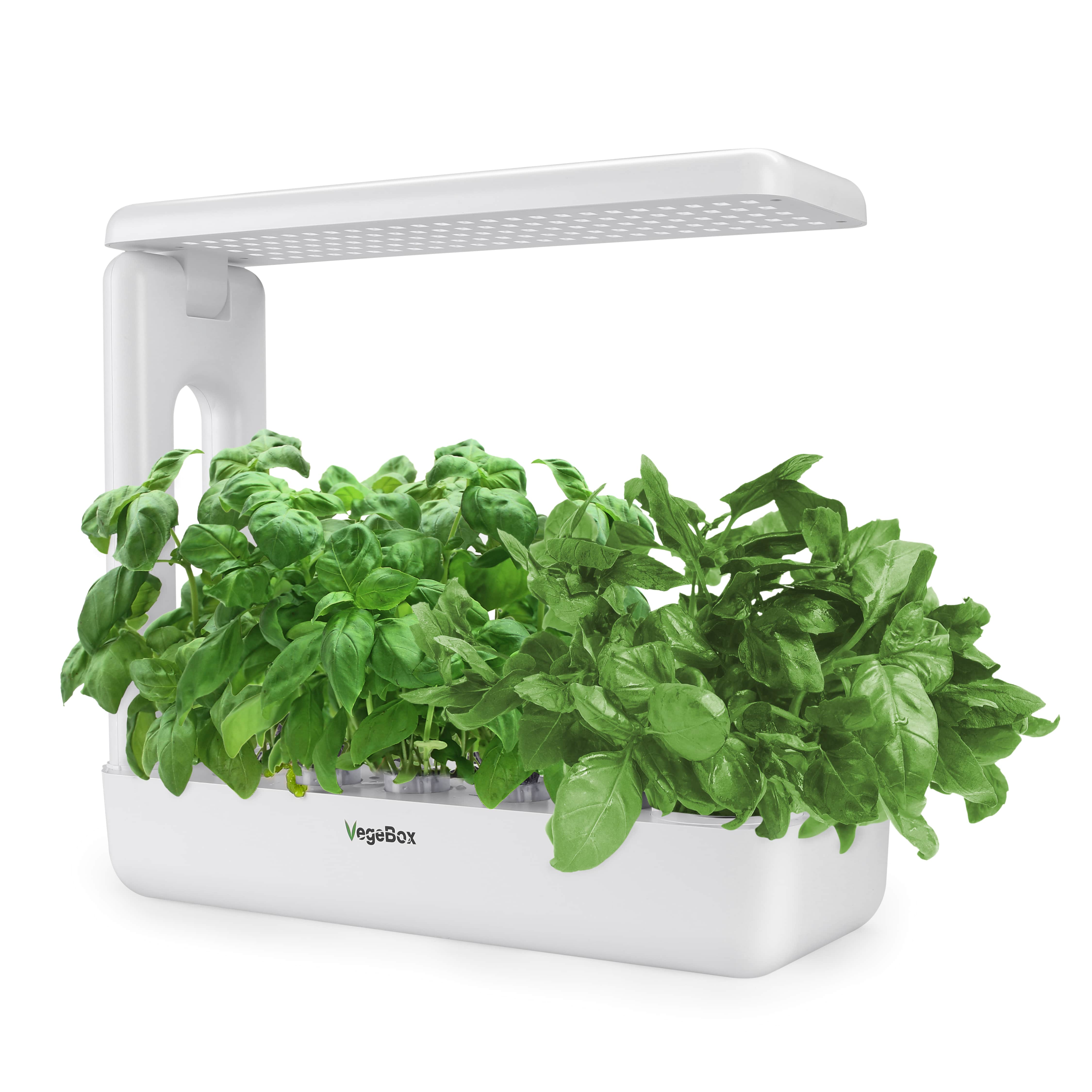 Vegebox with herbs