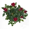 red rose plant from postabloom