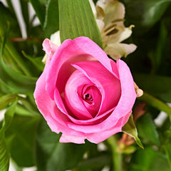 pink rose