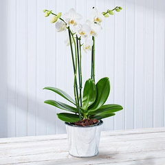 White orchid flower meaning