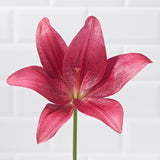 paradise pink lily postabloom