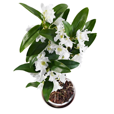 White Dendrobium Orchid Plant Delivery | Postabloom