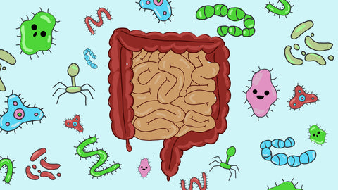 Gut bacteria Illustration