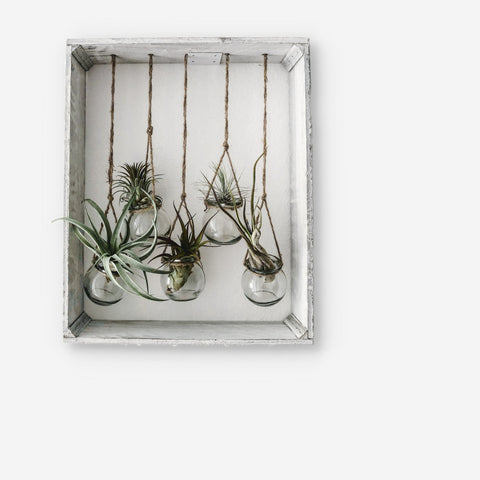 hanging air plants