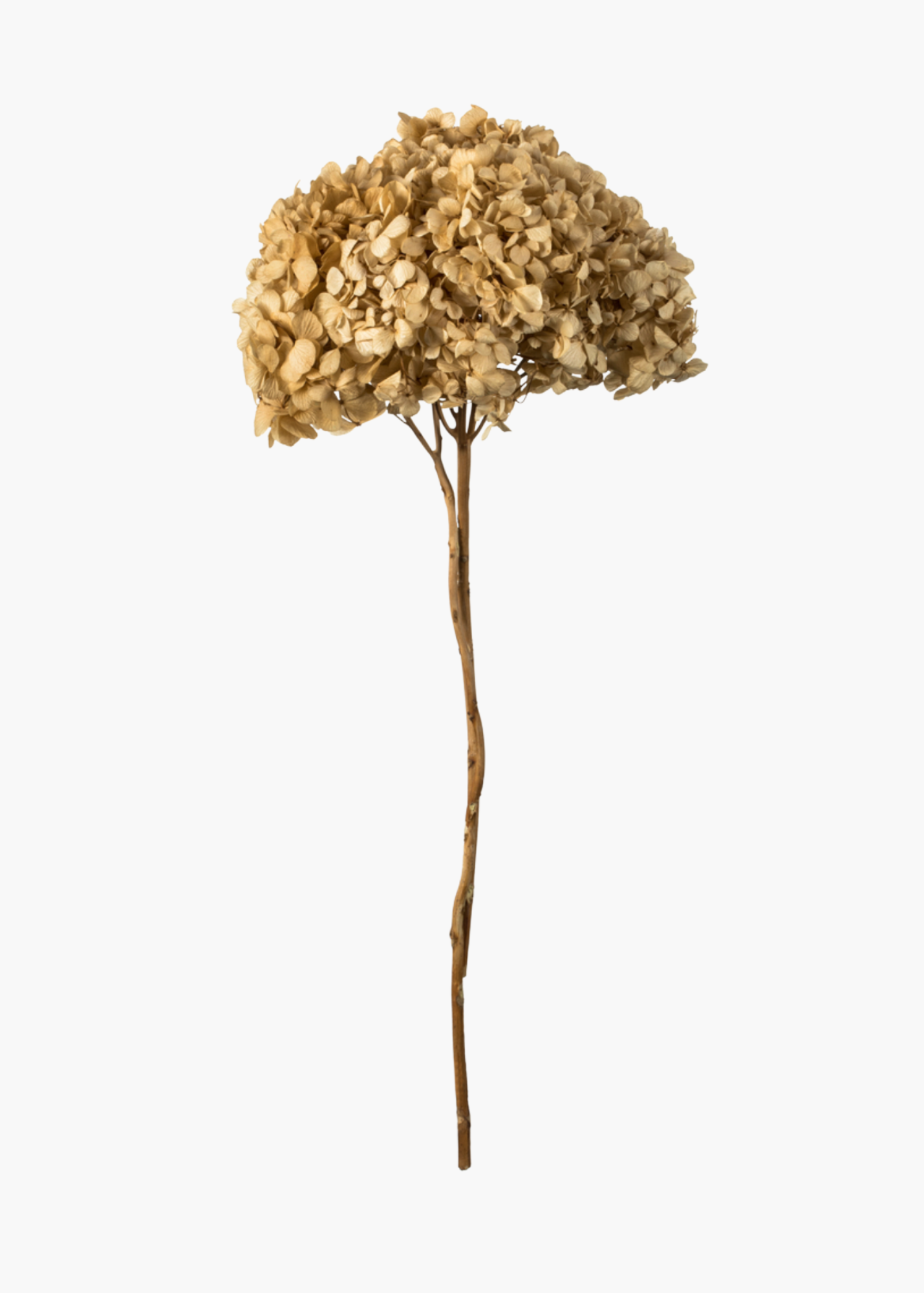 Preserved Ivory Hydrangea Stem