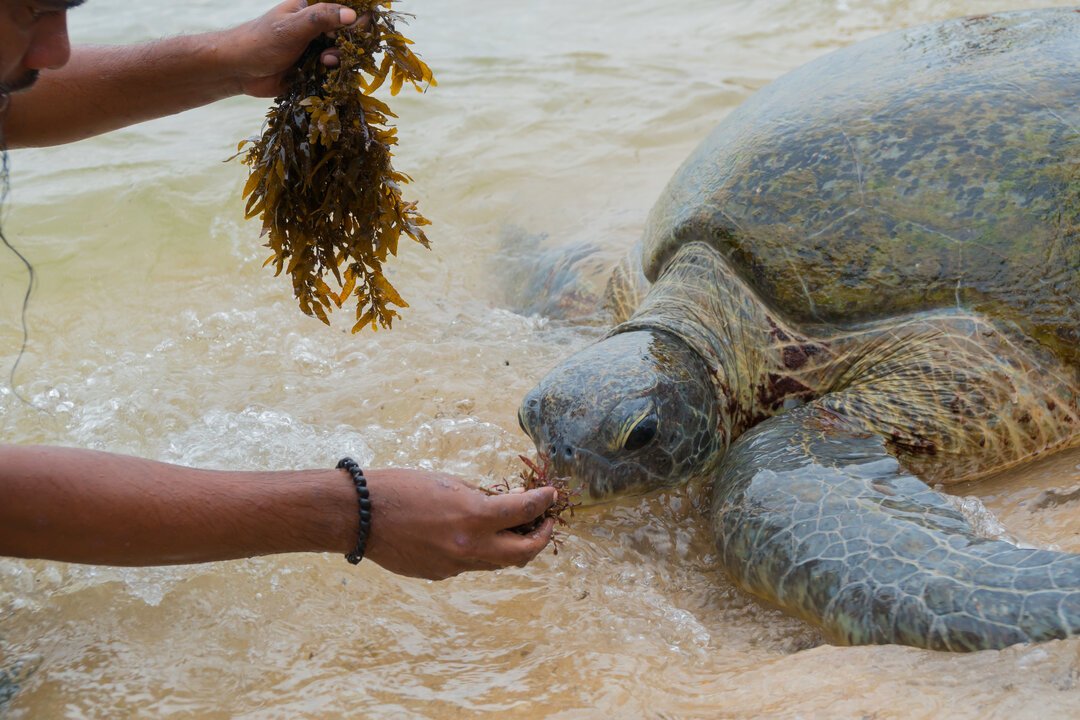 do-sea-turtles-bite-snappy-creations