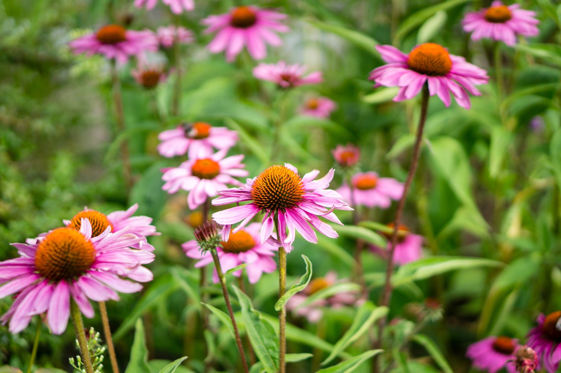 Echinacea skin benefits