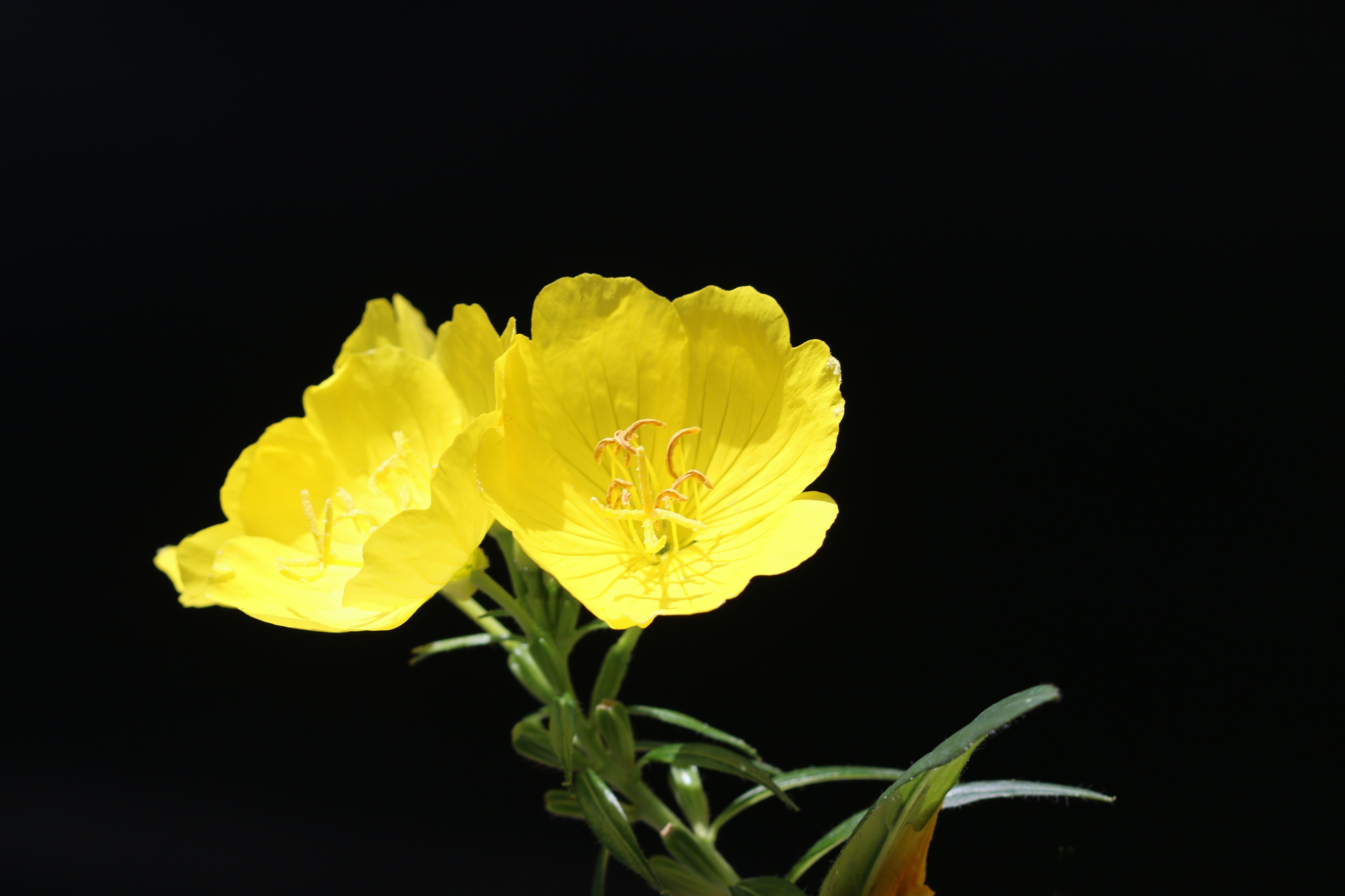 Evening primrose oil skin benefits