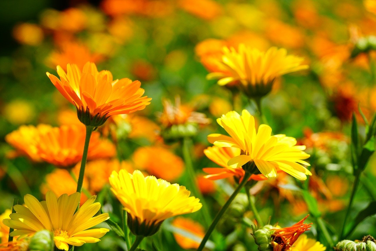 Calendula Flower Benefits: 7 Amazing Things It Can Do For You