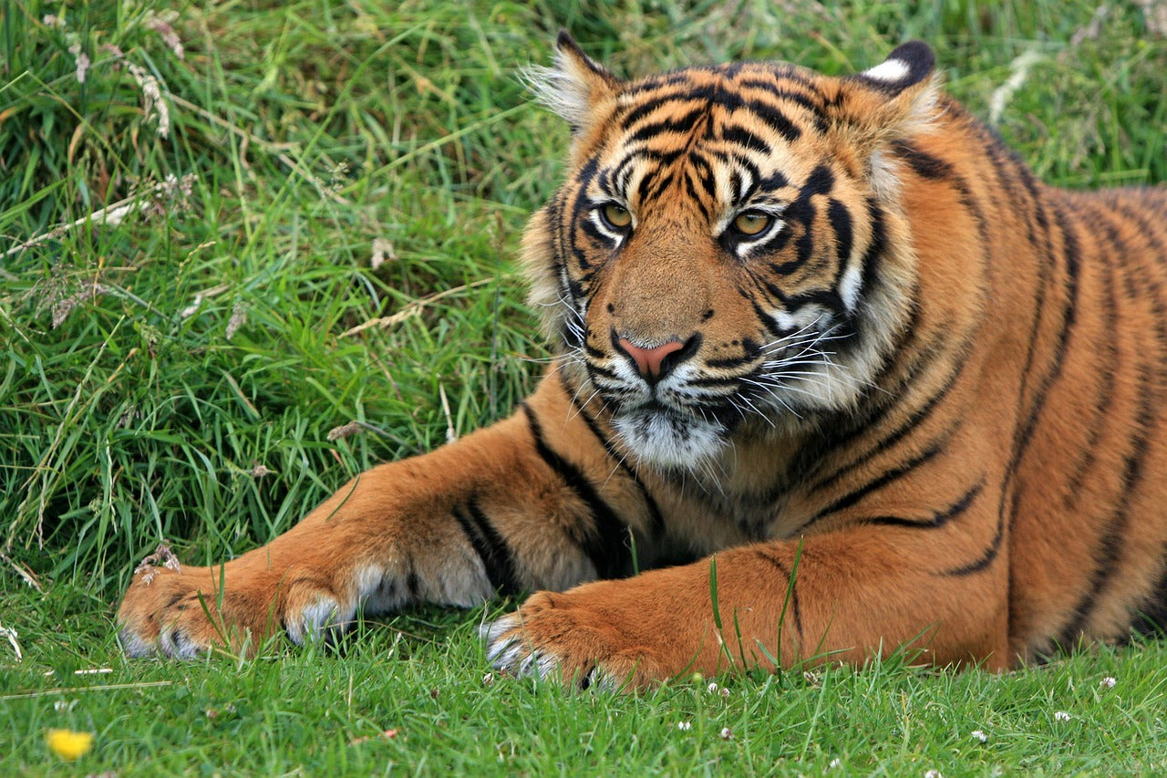 Sumatran tiger palm oil