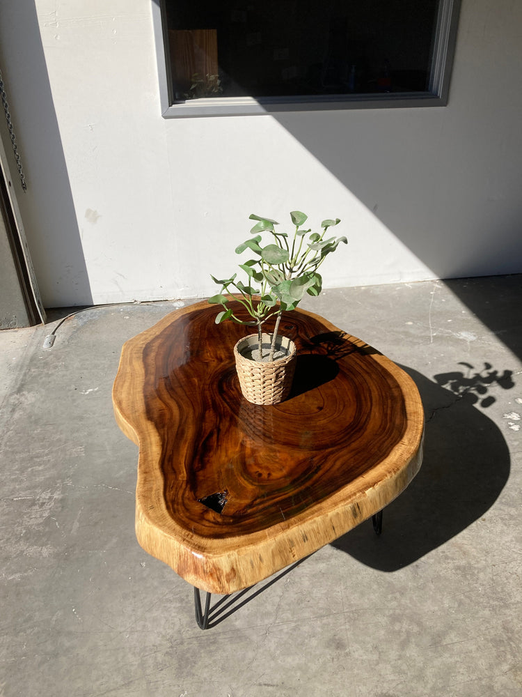 Unique Walnut Live Coffee Table with Hairpin Legs