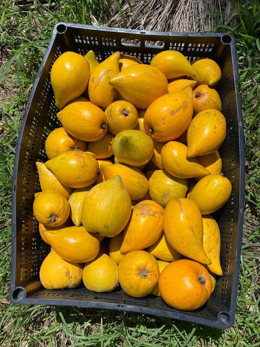 7 large Eggfruit boxes ready to ship 💛 - Miami Fruit