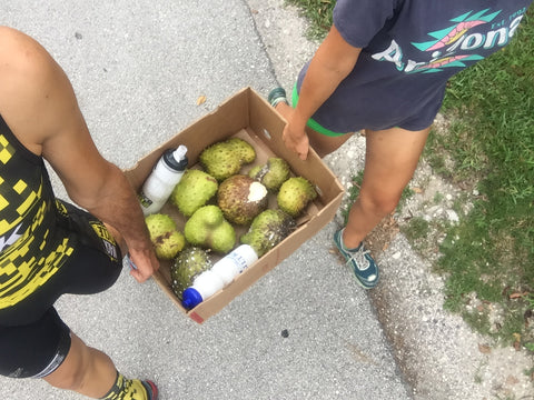 harvesting soursop buy online here