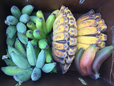 banana variety
