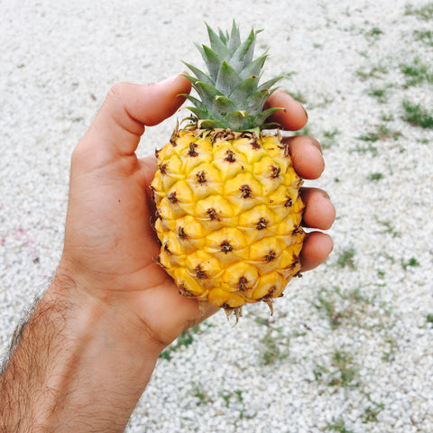 baby pineapple from miami fruit