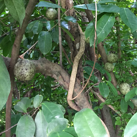 mountain soursop anti cancerous fruit growing on tree