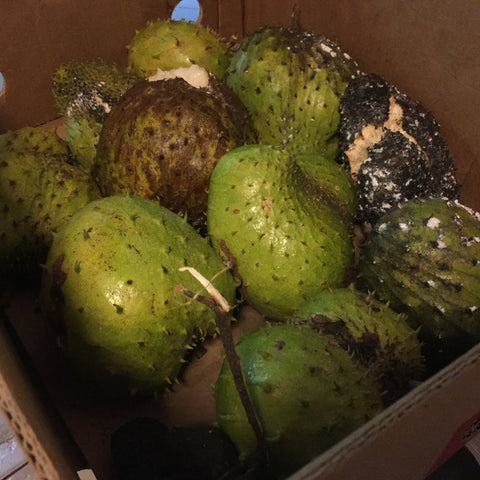 soursop guanabana ripe and ready to eat buy online at miamifruit