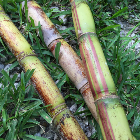 sugar cane for sale online at miamifruit