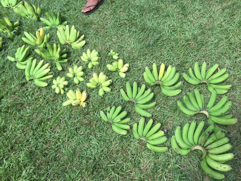 banana harvest