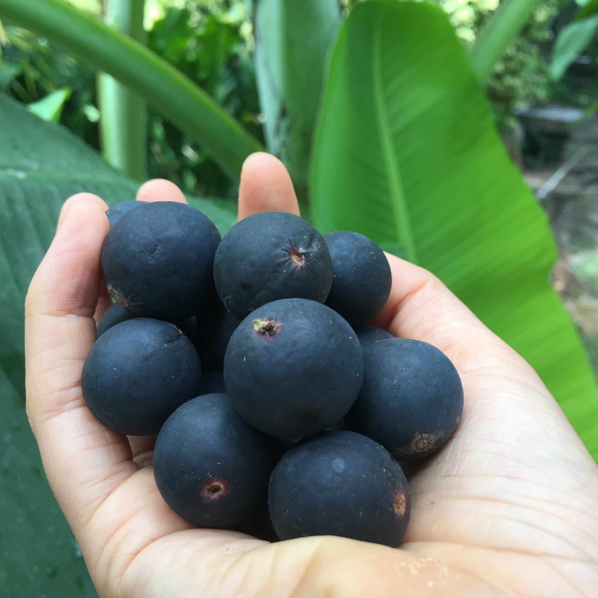 Blue Grape - Buy Blue Grape online from Miami Fruit