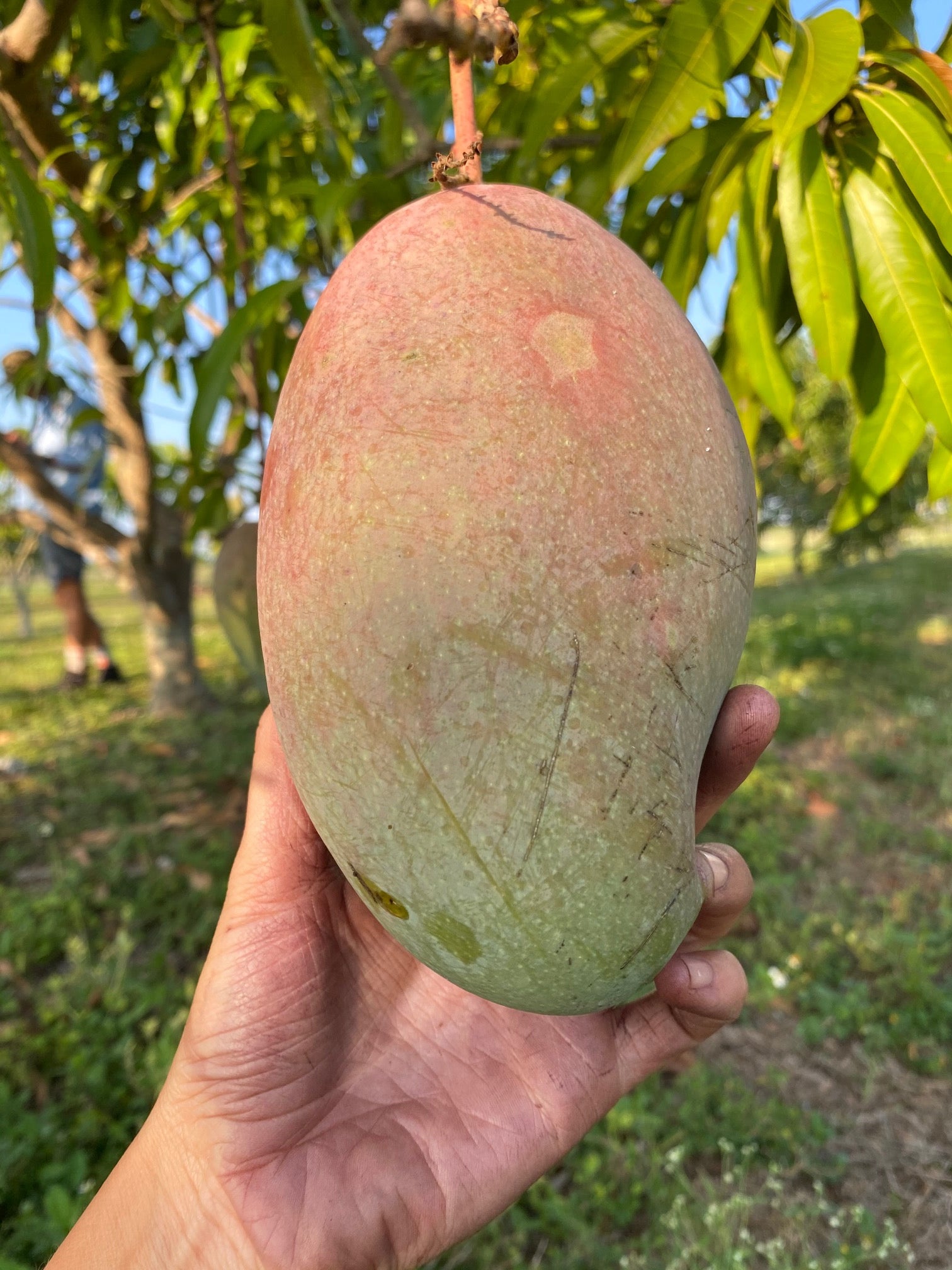 Fairchild Mallika Mango *Preorder for 2021* - Miami Fruit