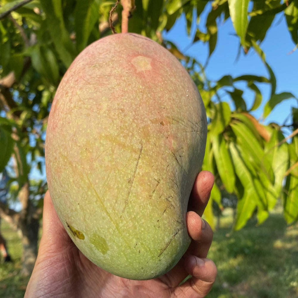 Mango - Buy USA Grown Mango Online from Miami Fruit